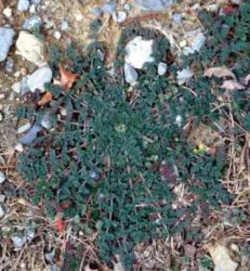 Erodium cicutarium (Repimpim)