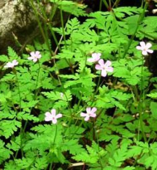 Geranium pusillum (Bico-de-cegonha)