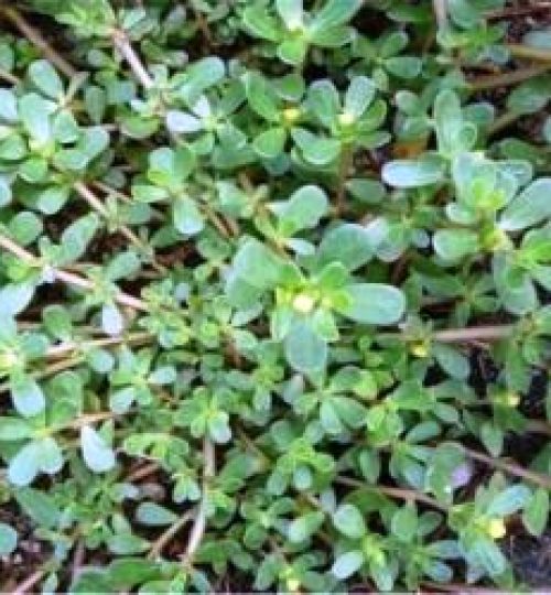 Portulaca oleracea (Beldroega)